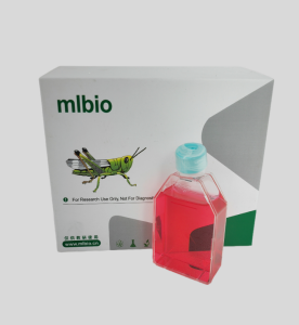 HDMEC人皮膚微血管內皮細胞主圖