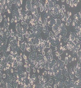 HT-29人結腸癌細胞主圖