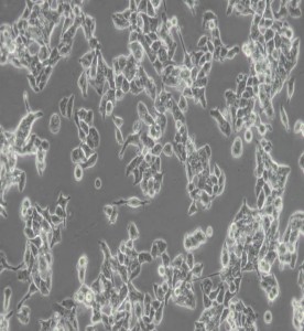 LS-174T人結(jié)腸腺癌細(xì)胞主圖