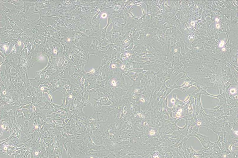 C8-D1A小鼠小腦星形膠質細胞主圖