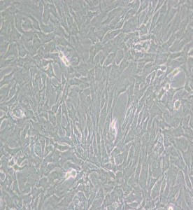 GC-2spd(ts)小鼠精母細胞主圖