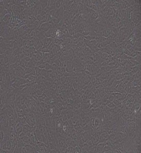 MC3T3-E1 Subclone 24小鼠胚胎成骨細胞前體細胞主圖