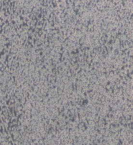 Hi-five BTI-TN-5B1-4 昆蟲(chóng)細(xì)胞主圖