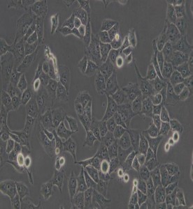 PANC-1人胰腺癌細(xì)胞主圖