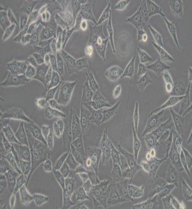 PC-3M人前列腺癌細胞主圖