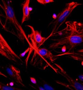 大鼠肺成纖維細胞主圖