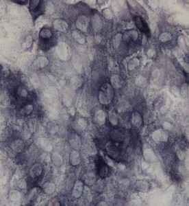 大鼠成骨細胞主圖