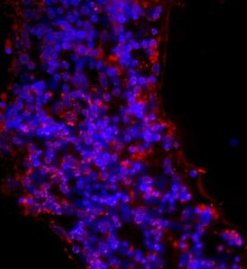 大鼠視網膜神經節細胞主圖