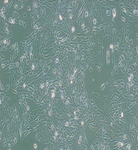 NCI-H647人肺癌細胞主圖