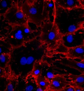 大鼠骨髓間充質干細胞主圖