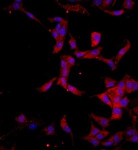 大鼠角膜內(nèi)皮細胞主圖