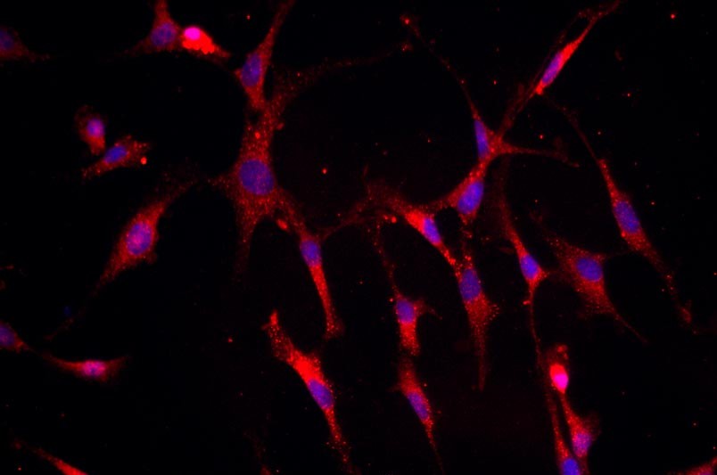 小鼠關節軟骨細胞主圖