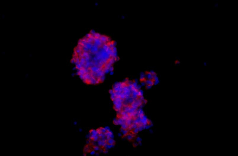 小鼠神經(jīng)干細胞主圖