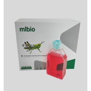 人肺動脈平滑肌細胞主圖