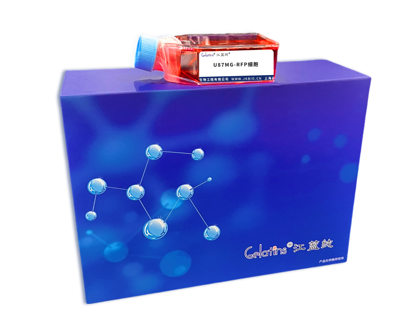 U87MG-RFP細胞主圖