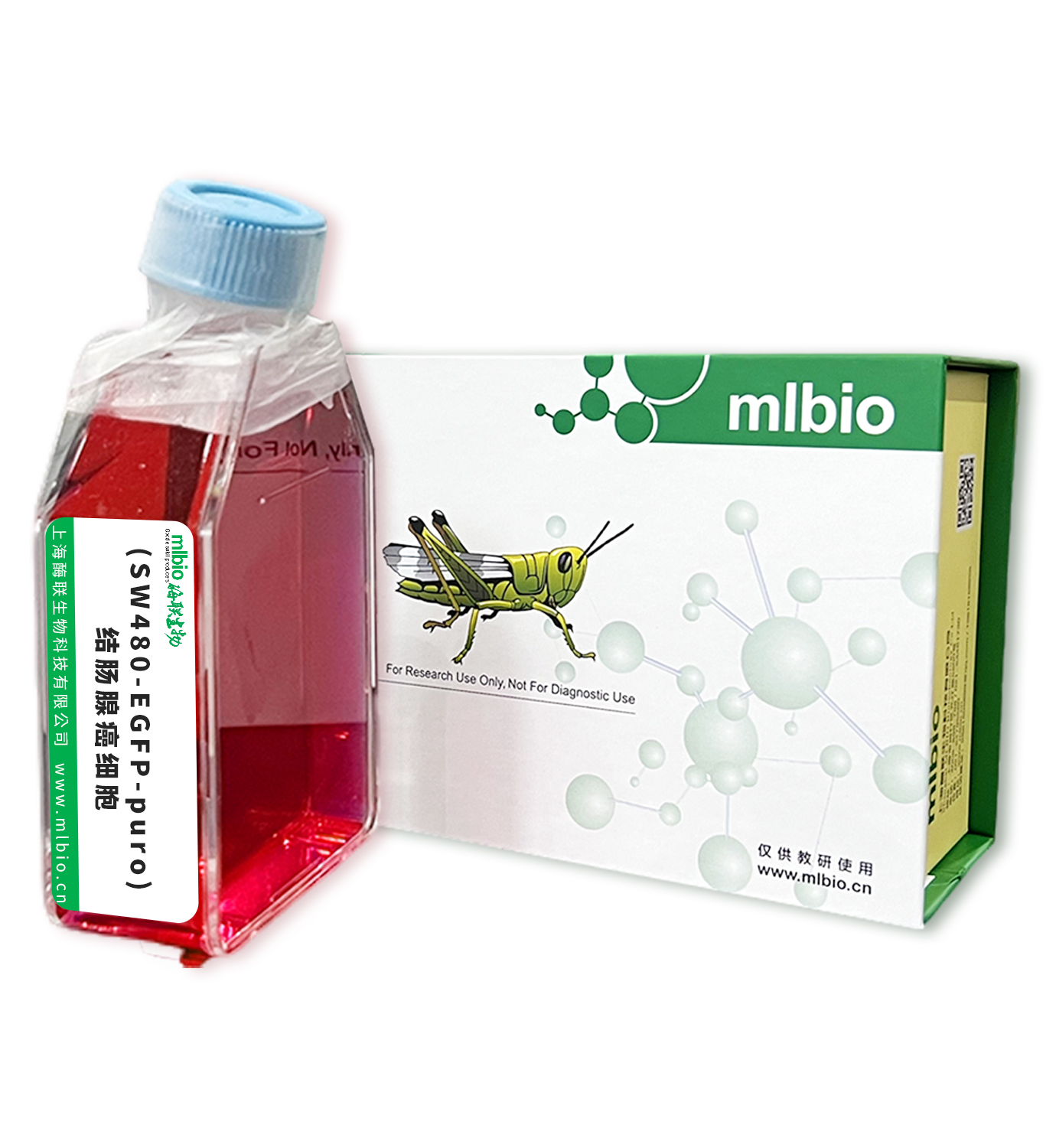 (SW480-EGFP-puro)結腸腺癌細胞主圖