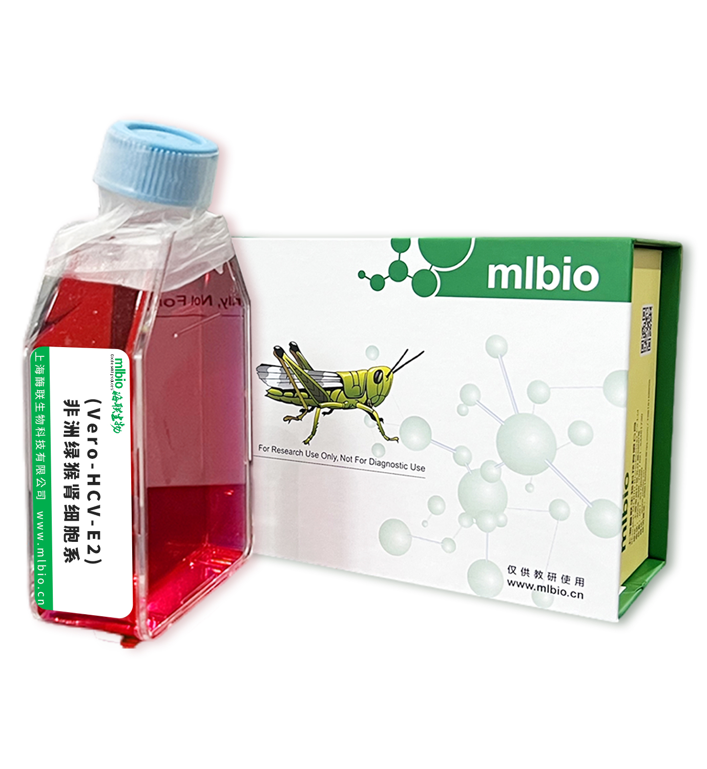 (Vero-HCV-E2)非洲綠猴腎細胞系主圖