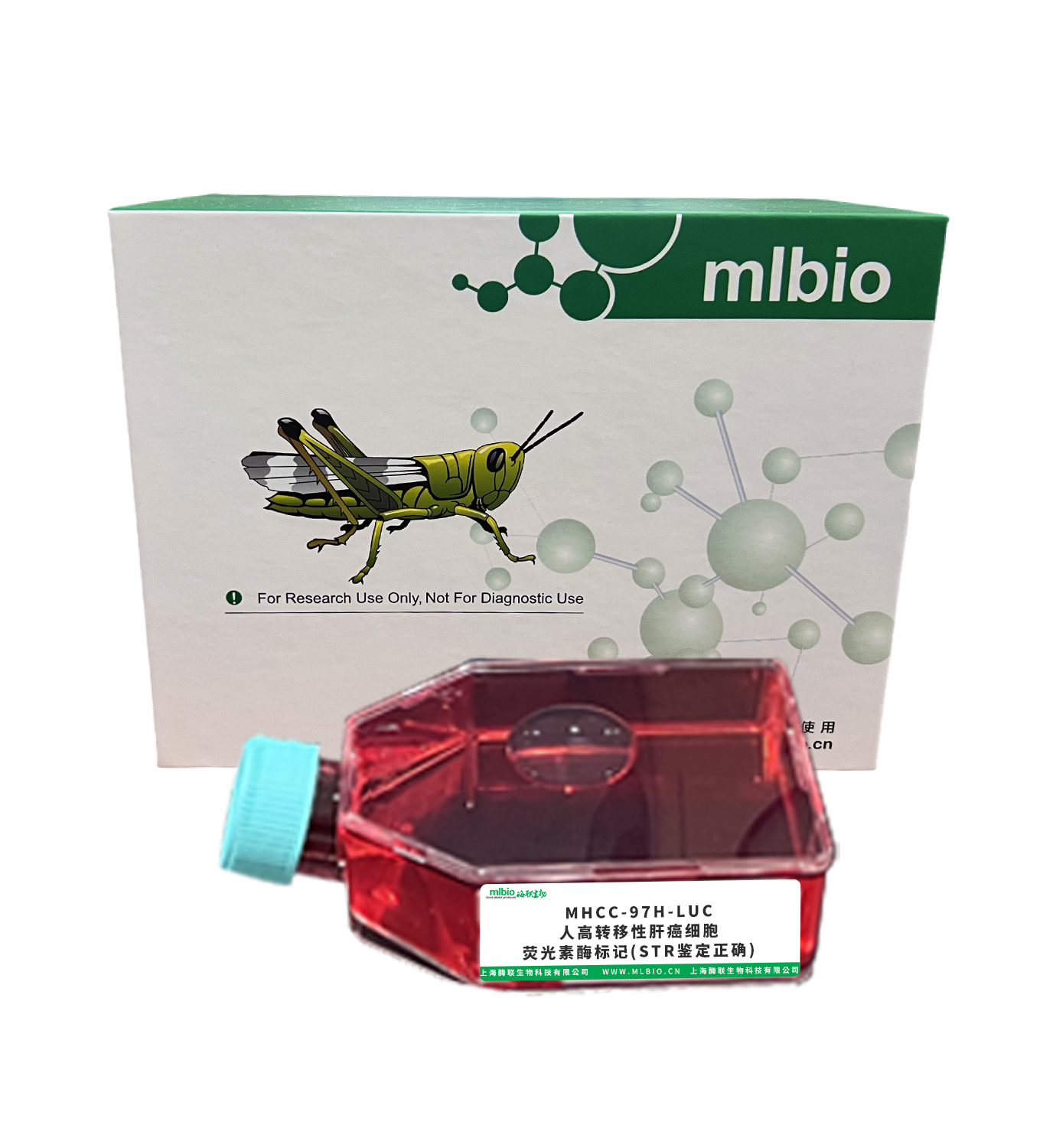 MHCC-97H-LUC/人高轉移性肝癌細胞-熒光素酶標記(STR鑒定正確)主圖