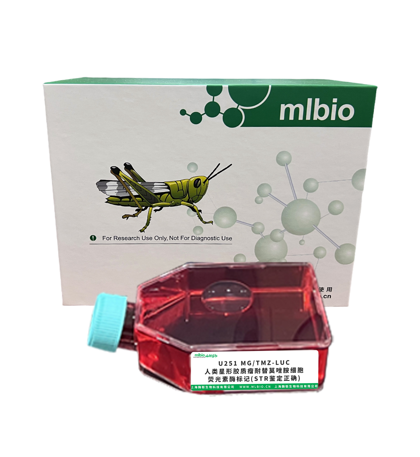 U251 MG/TMZ-LUC/人類星形膠質(zhì)瘤耐替莫唑胺細(xì)胞-熒光素酶標(biāo)記(STR鑒定正確)主圖