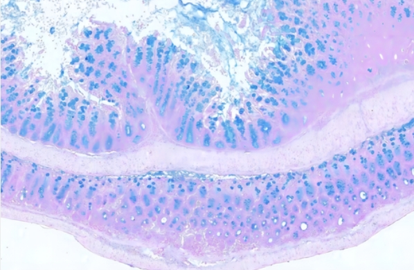 阿利新藍 (酸性粘液)主圖