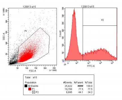流式細胞分選結果示意圖