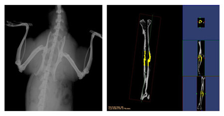 小動物CT結果示意圖